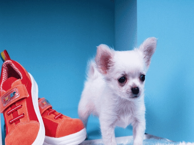 试管移值多个（试管降调 生长激素）